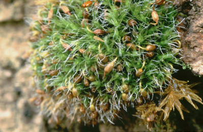 Grimmia pulvinata (door Klaas van der Veen)