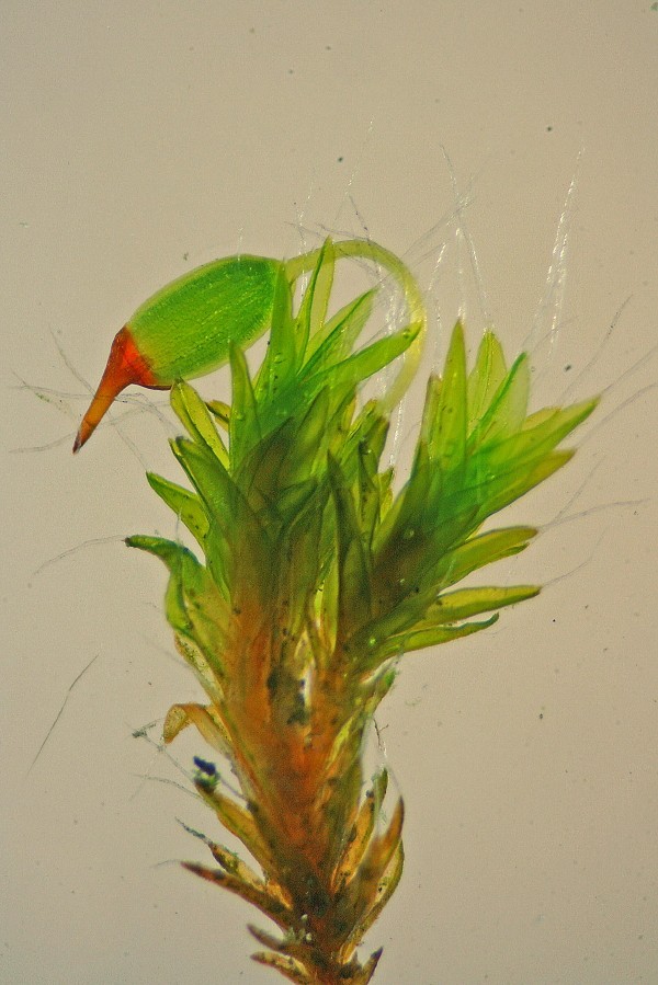 Grimmia pulvinata (door Jan Kersten)