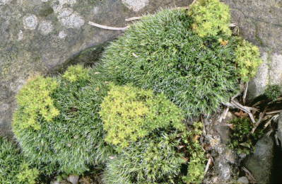 Grimmia pulvinata (door Klaas van der Veen)