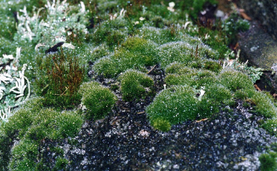 Grimmia trichophylla (door Henk Greven)