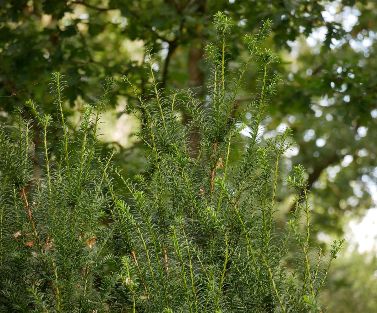 Taxus (door Wim van der Neut)