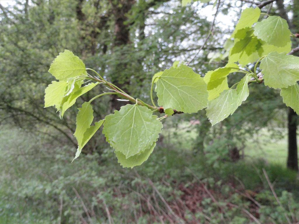 Populus tremula (door wim van der neut)