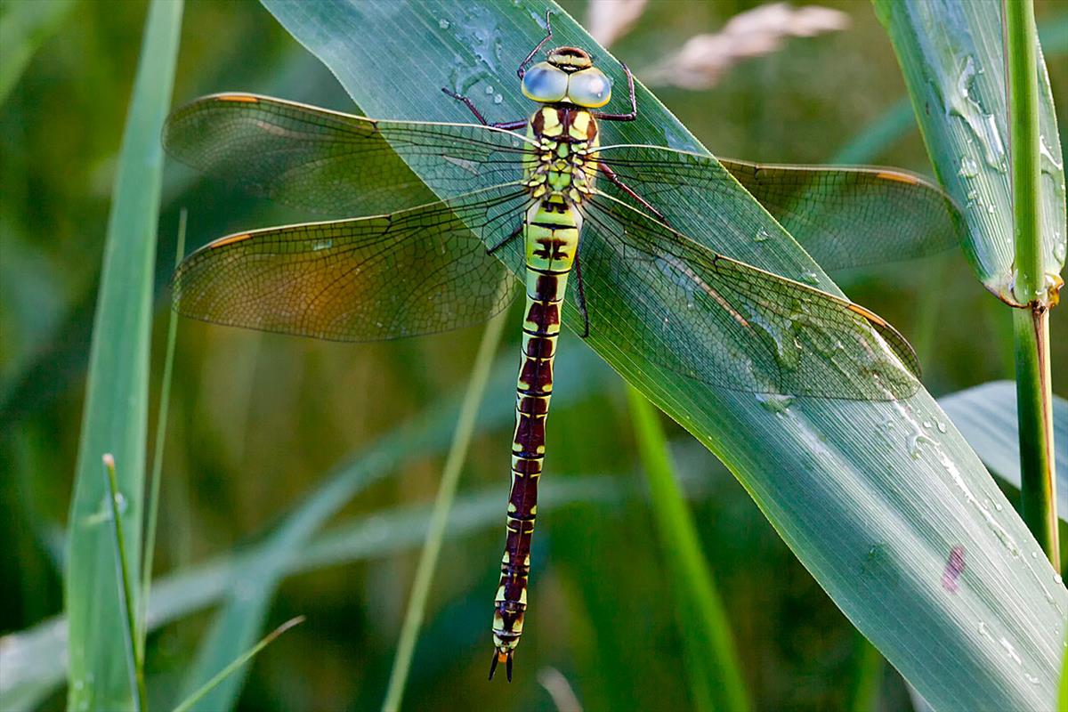 Aeshna viridis (door John Breugelmans)