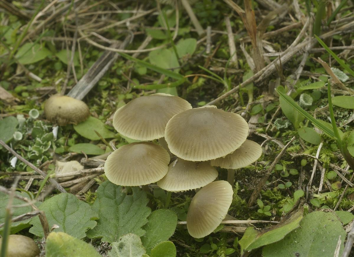 Mycena chlorantha (door Henk Remijn)