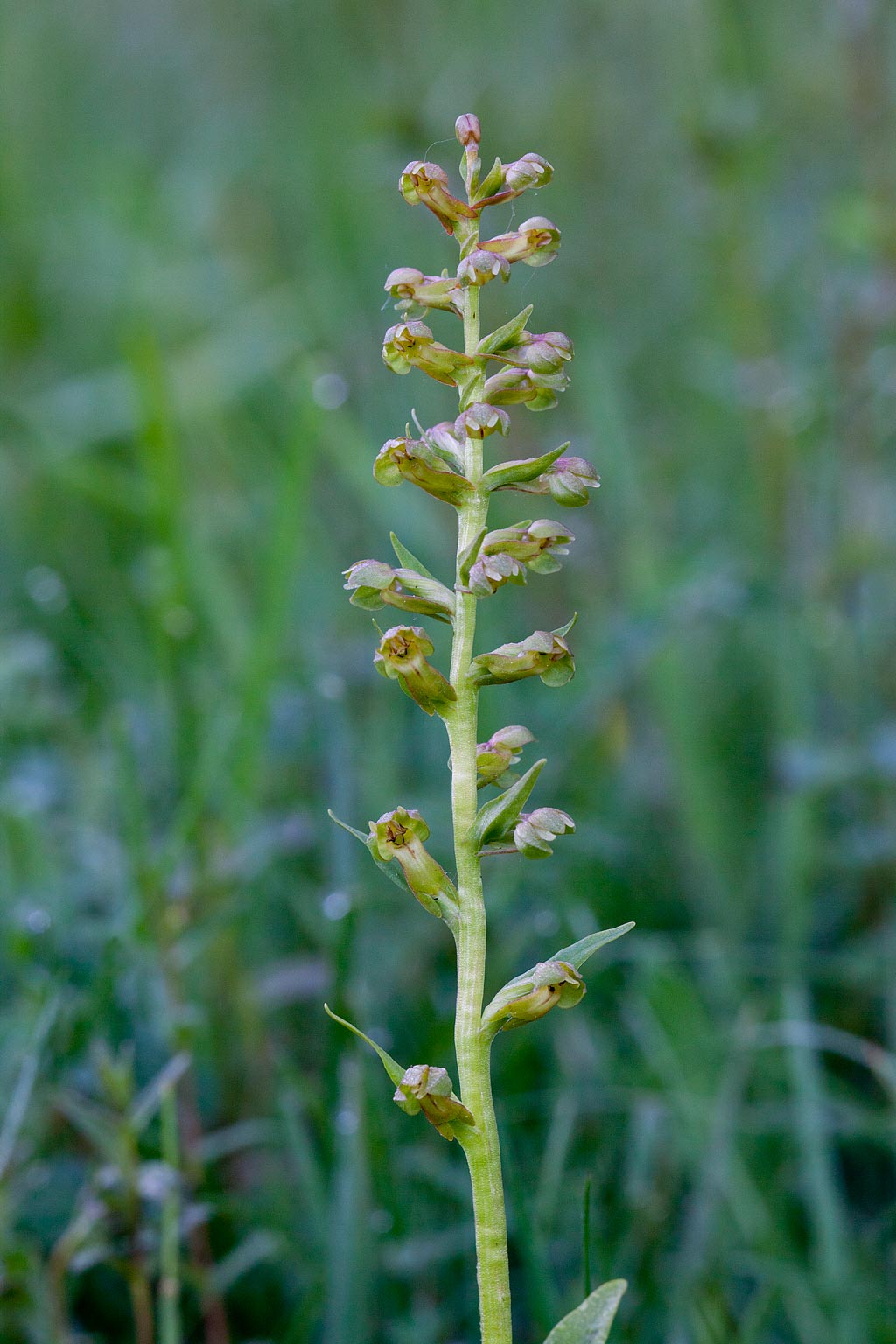 Dactylorhiza viridis (door John Breugelmans)