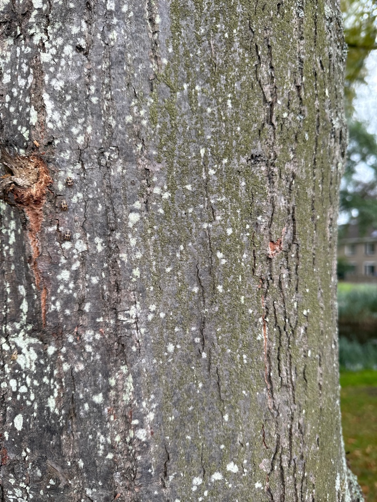 Scoliciosporum gallurae (door Peter D'Joos)