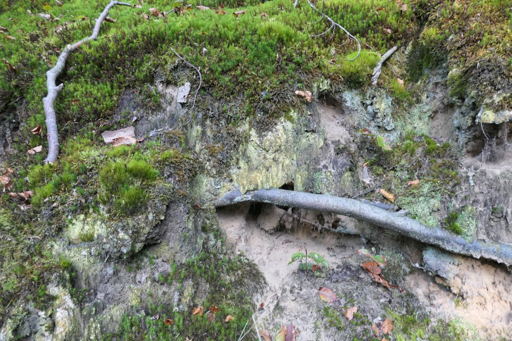 Trapeliopsis pseudogranulosa (door Michael Inden)