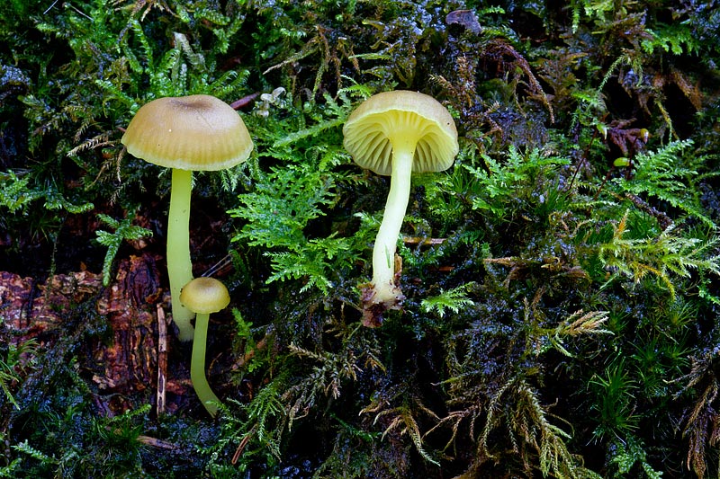 Chrysomphalina grossula (door John Breugelmans)