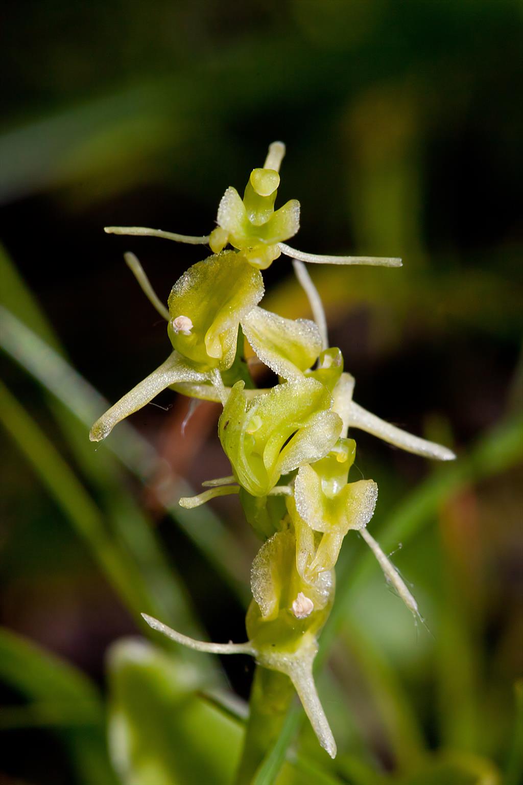 Liparis loeselii (door John Breugelmans)