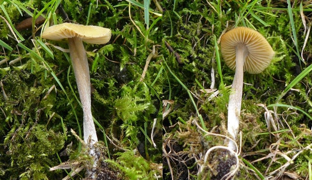 Entoloma chlorophyllum (door Christiana Baethcke)