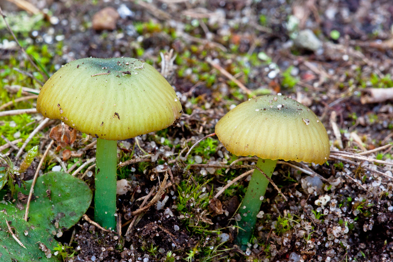 Entoloma incanum sl, incl. verae (door John Breugelmans)