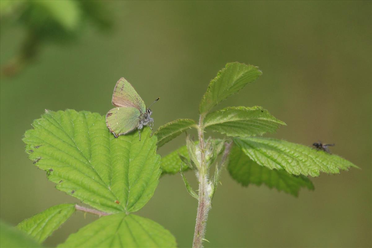 Callophrys rubi (door Petra Budde)