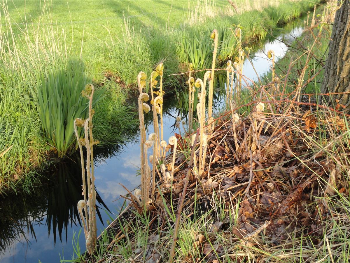 Osmunda regalis (door Wim van der Neut)