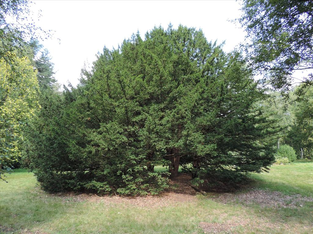 Taxus baccata (door Wim van der Neut)