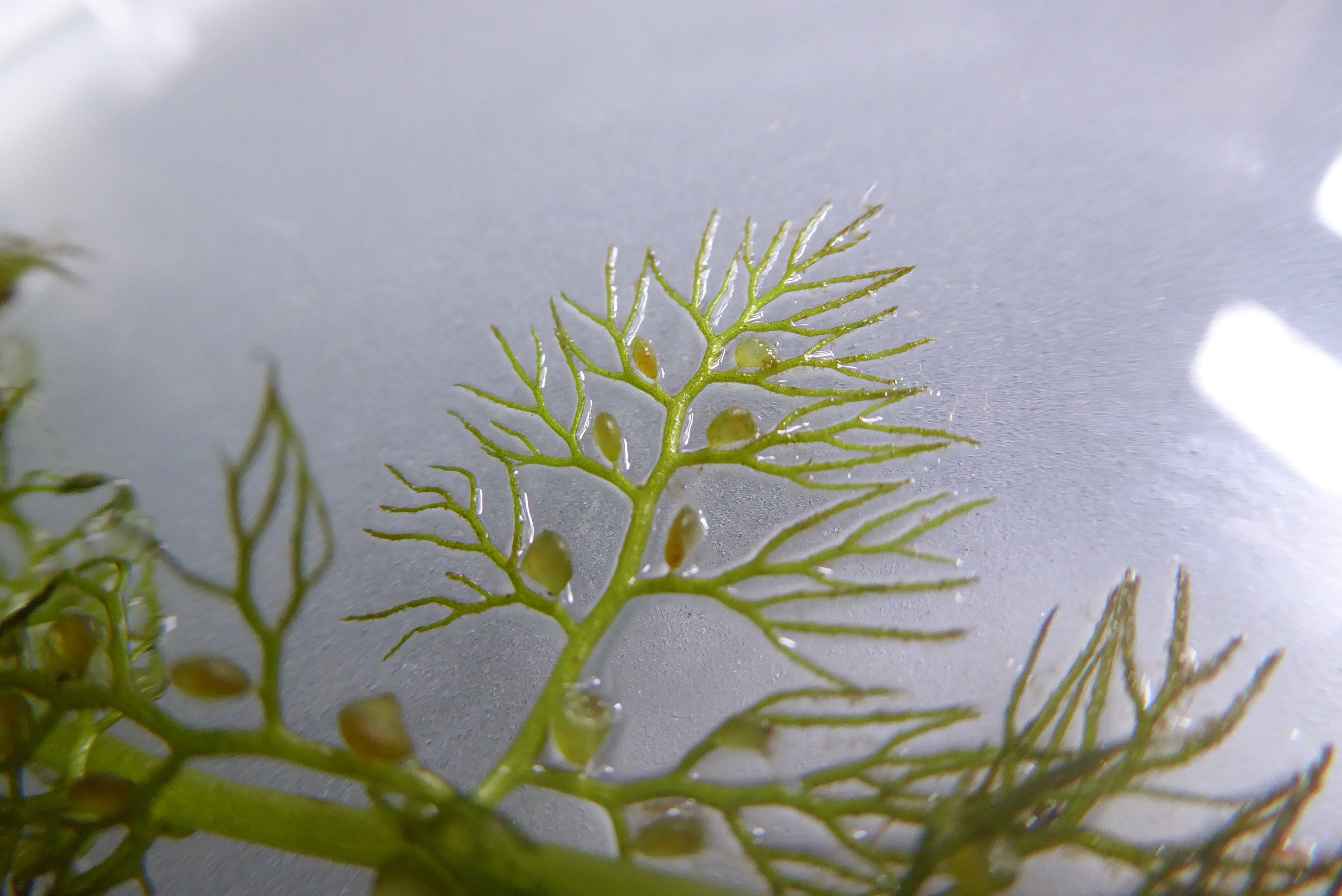 Utricularia vulgaris (door Koen van Zoest)