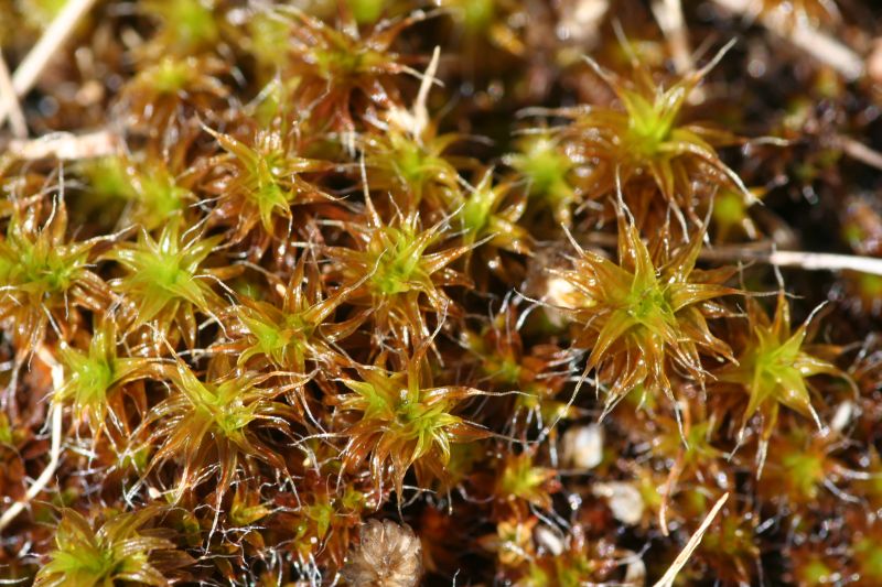 Syntrichia ruralis var. arenicola (door Niko Buiten)