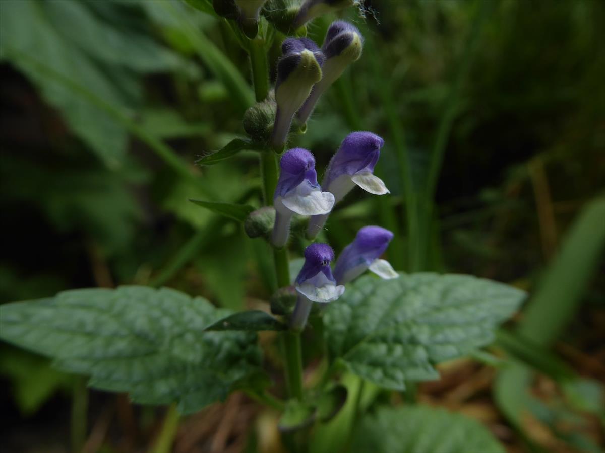 Scutellaria altissima (door Koen van Zoest)