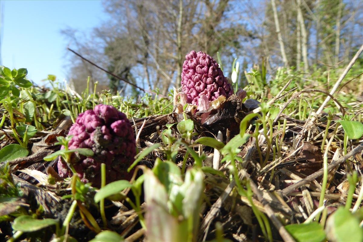 Petasites hybridus (door Koen van Zoest)