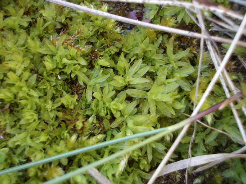 Encalypta streptocarpa (door Menno van den Bos)