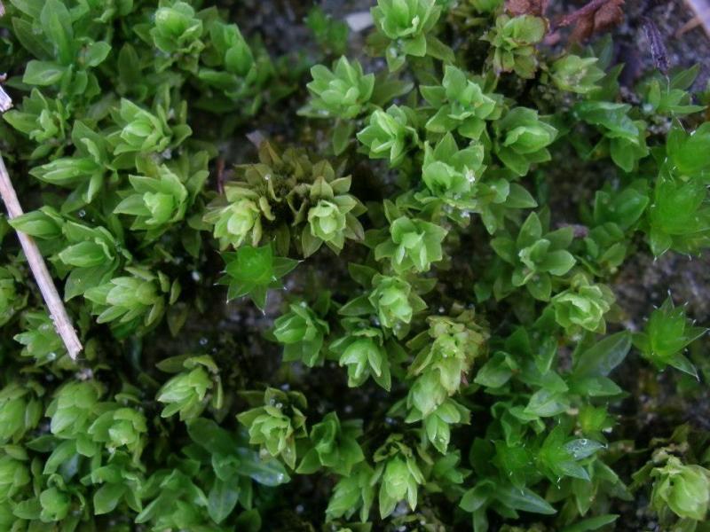 Encalypta streptocarpa (door Maarten Langbroek)