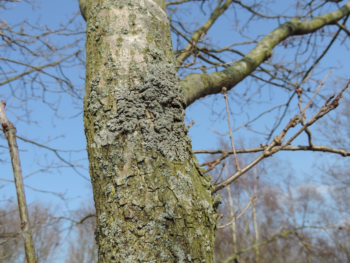 Physcia stellaris (door Adria Klumpers)