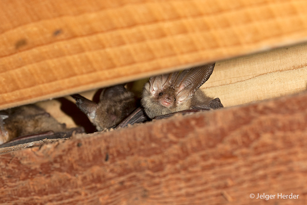 Plecotus auritus (door Jelger Herder)