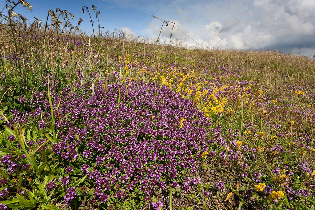 Thymus pulegioides (door Joost Bouwmeester)