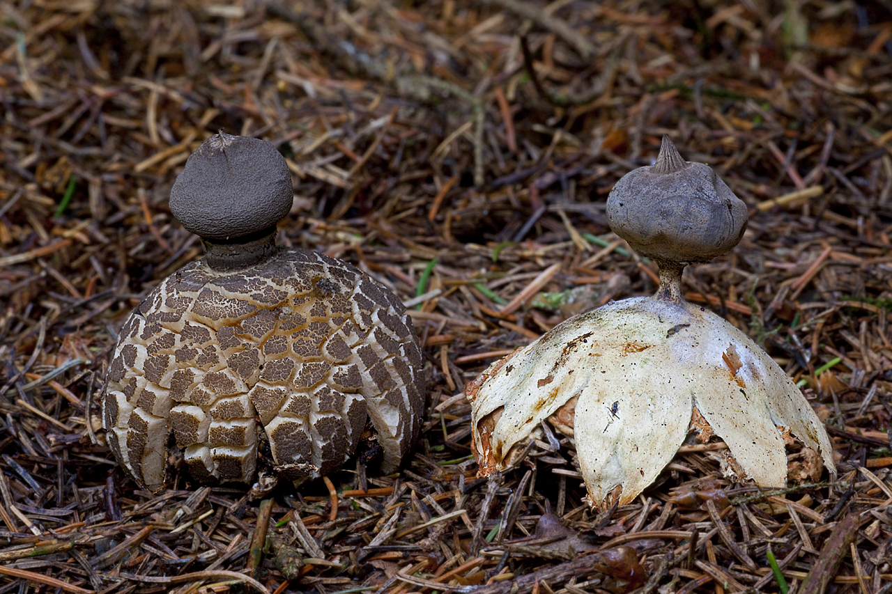 Geastrum pectinatum (door John Breugelmans)