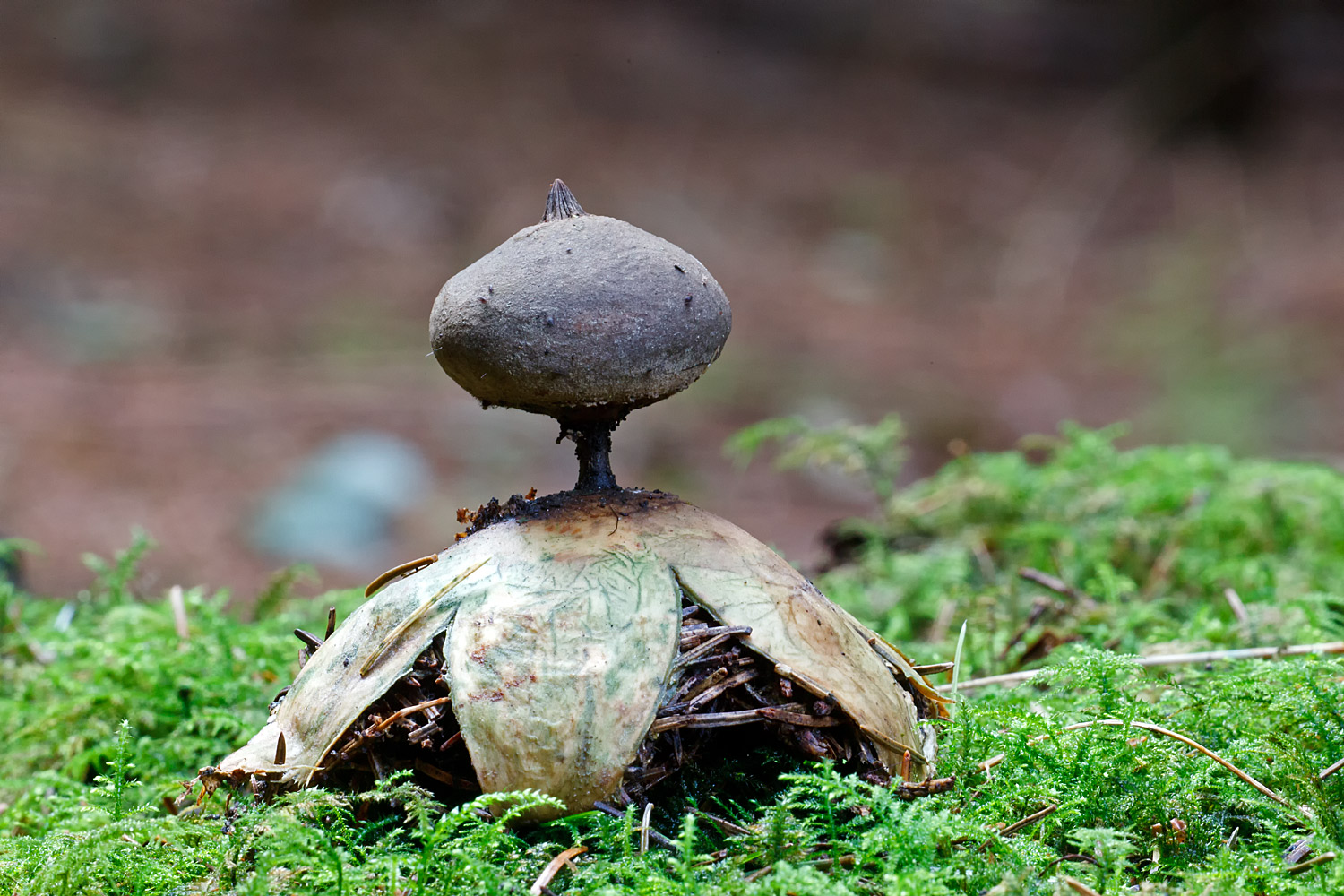 Geastrum pectinatum (door John Breugelmans)