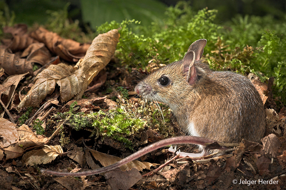 Apodemus flavicollis (door Jelger Herder)