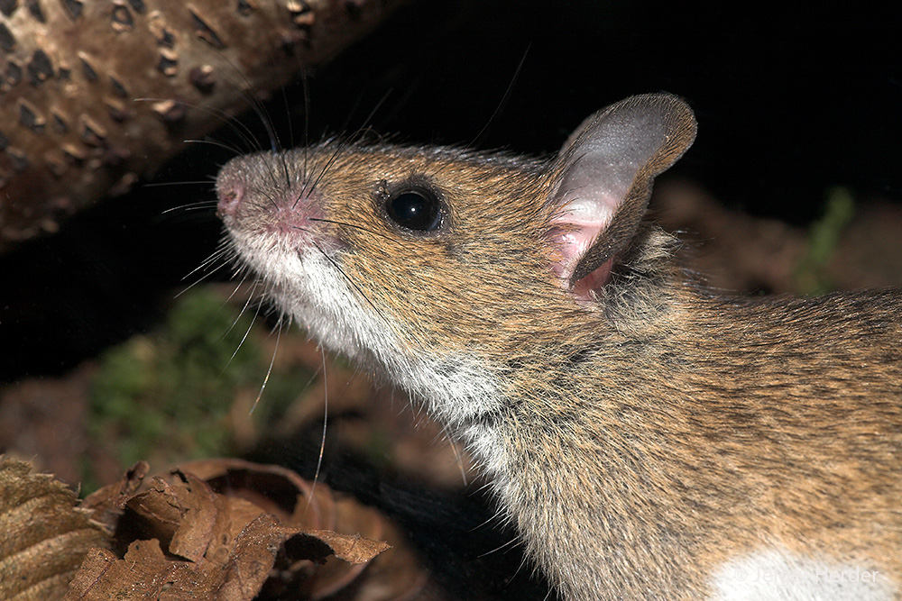 Apodemus flavicollis (door Jelger Herder)