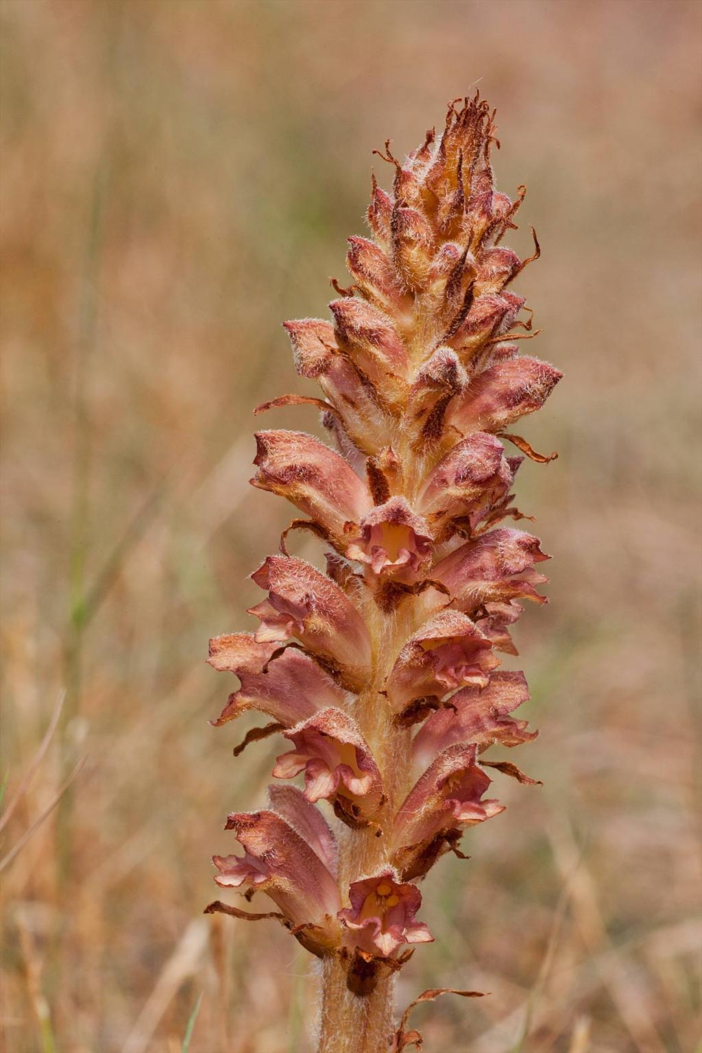 Orobanche rapum-genistae (door John Breugelmans)