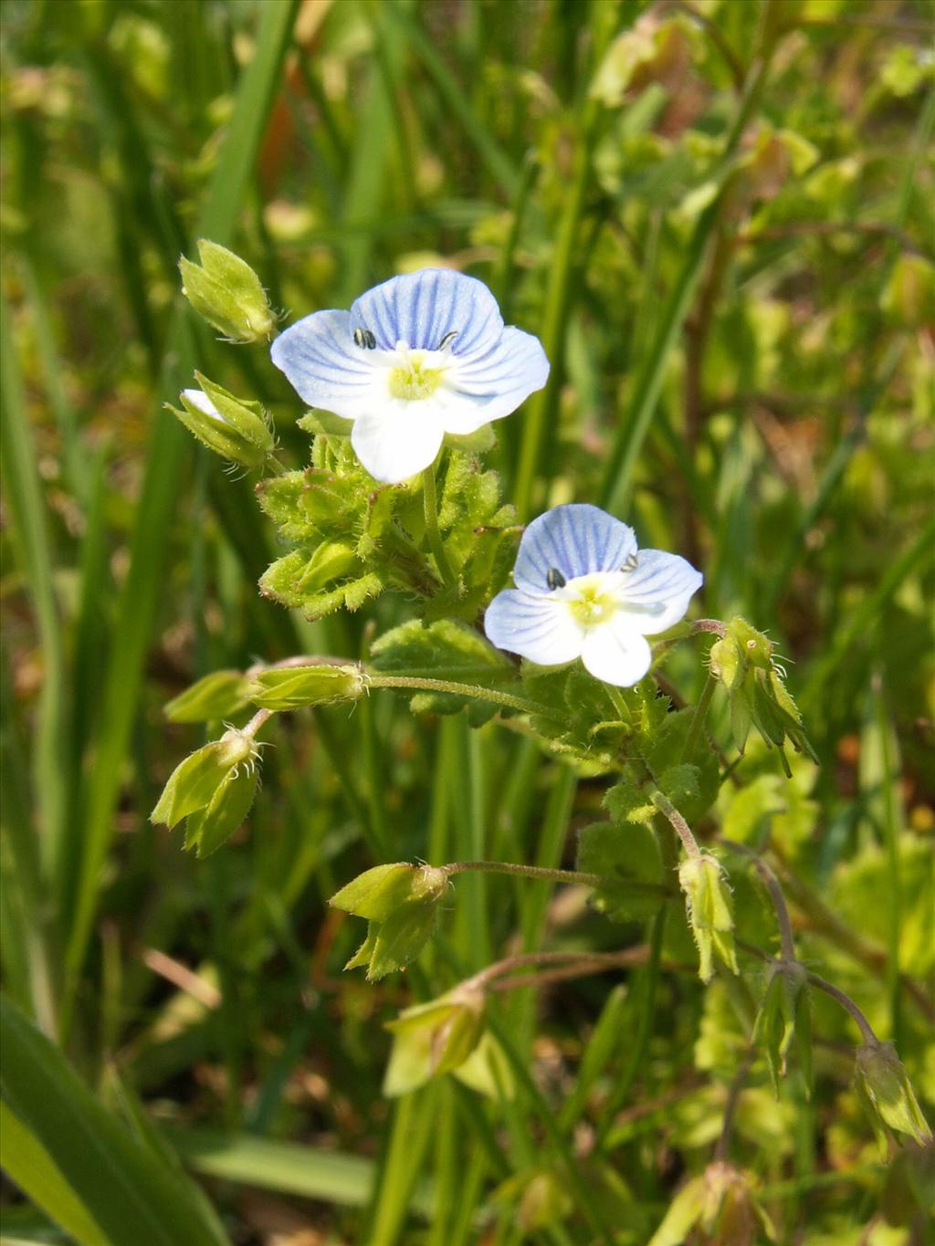 Veronica persica (door Han Beeuwkes)