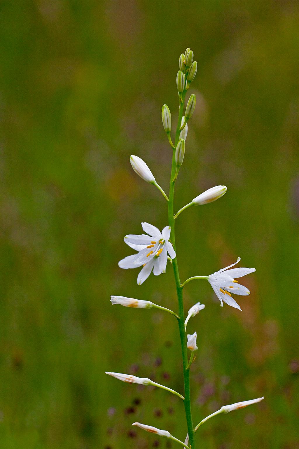 Anthericum liliago (door John Breugelmans)