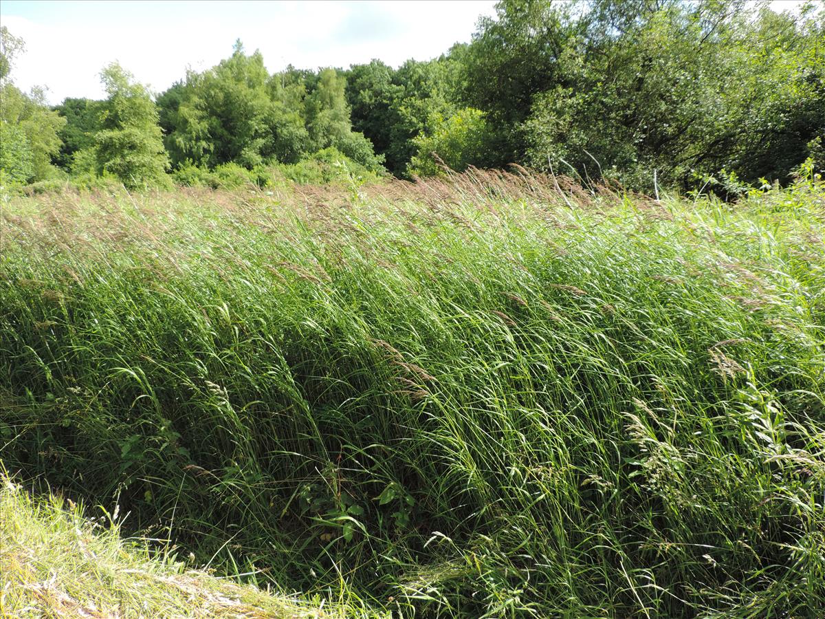 Calamagrostis canescens (door Wim van der Neut)