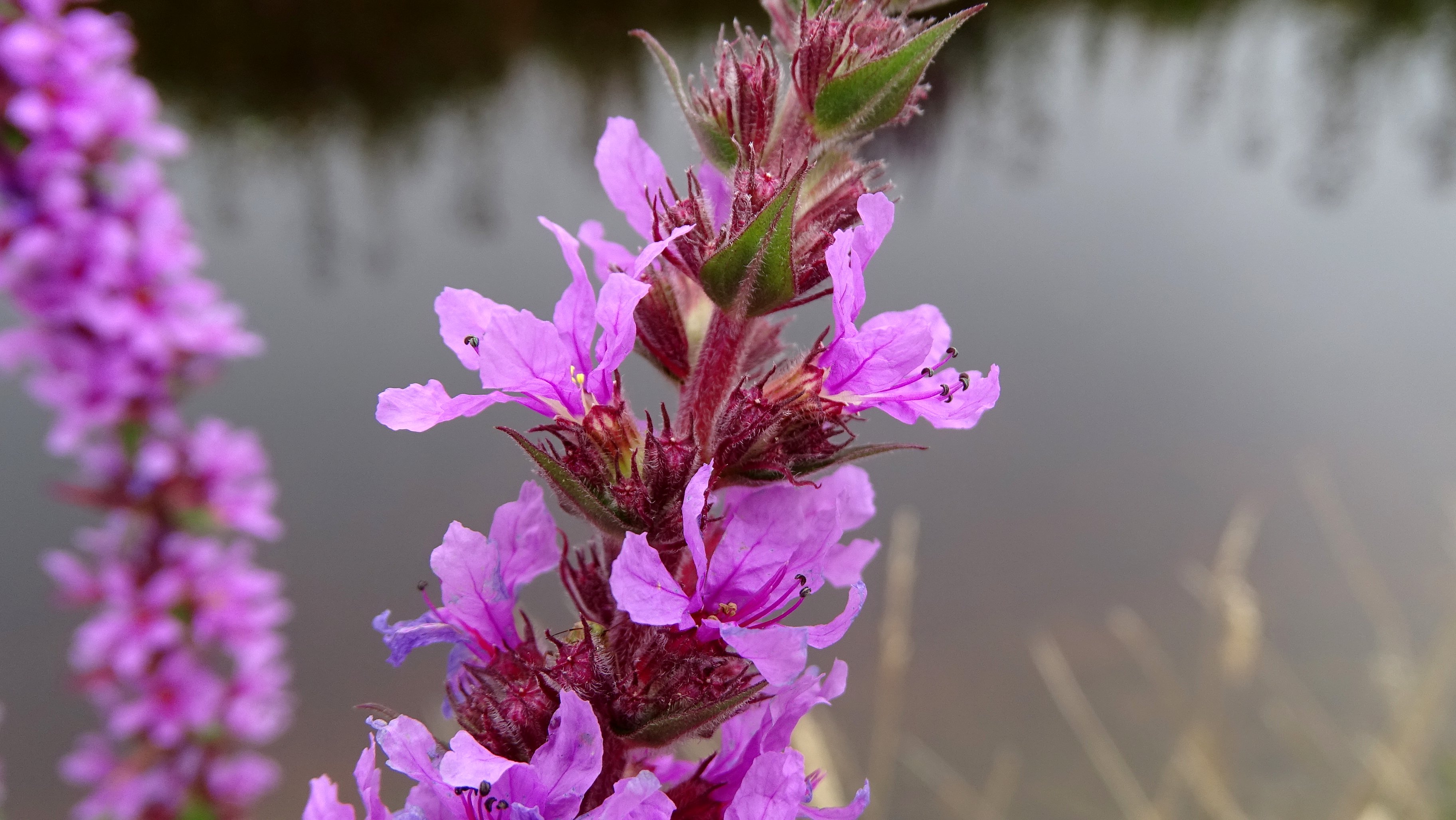 Lythrum salicaria (door Bert Verbruggen)