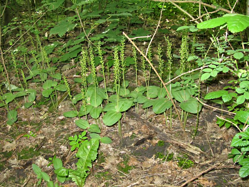 Neottia ovata (door Grada Menting)