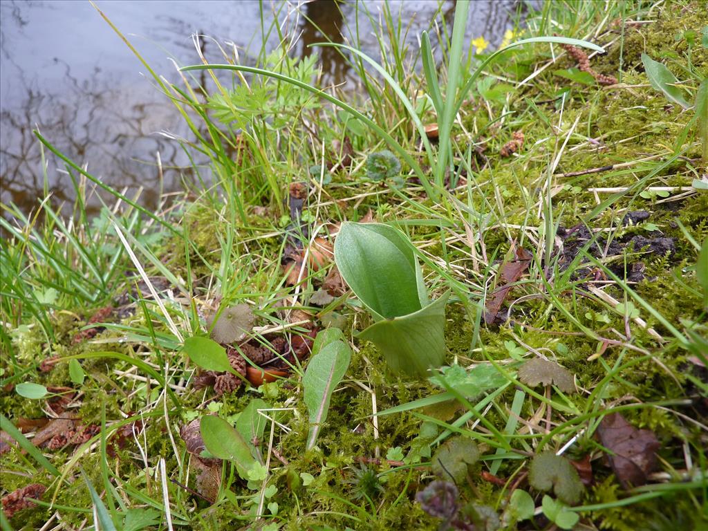 Neottia ovata (door Koen van Zoest)