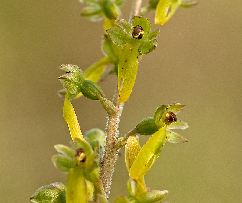 Neottia ovata (door Wijnand van Buuren)