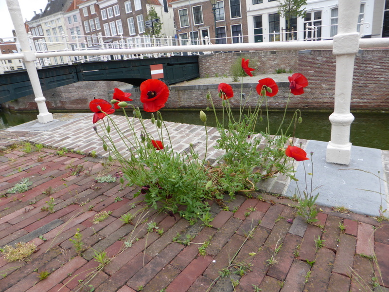 Papaver rhoeas (door Grada Menting)