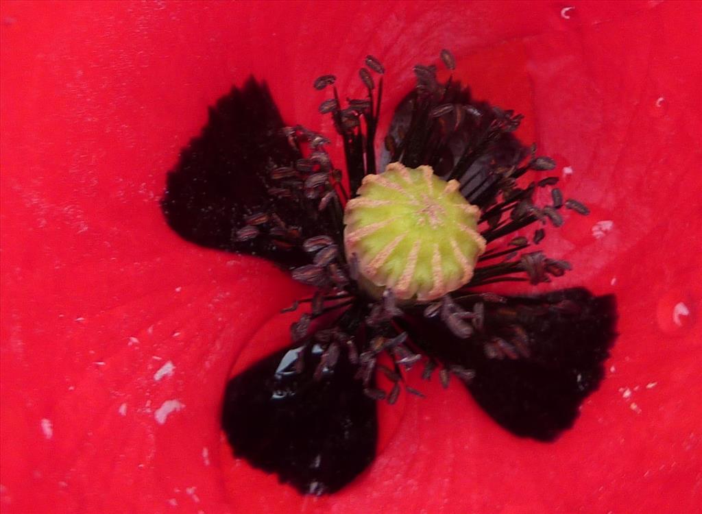 Papaver rhoeas (door Koen van Zoest)