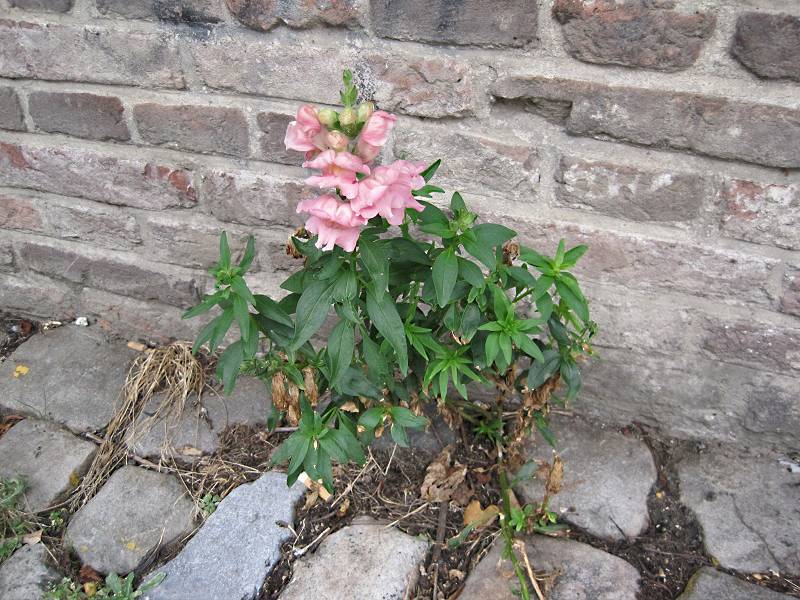 Antirrhinum majus (door Grada Menting)