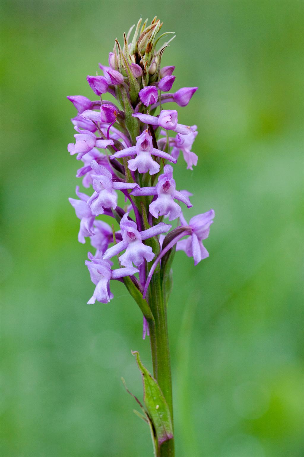 Gymnadenia densiflora (door John Breugelmans)