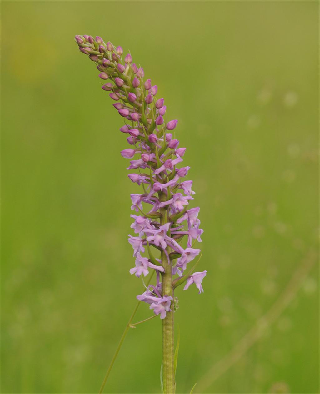 Gymnadenia conopsea (door Theo Muusse)