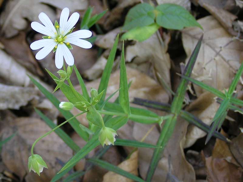 Stellaria holostea (door Grada Menting)