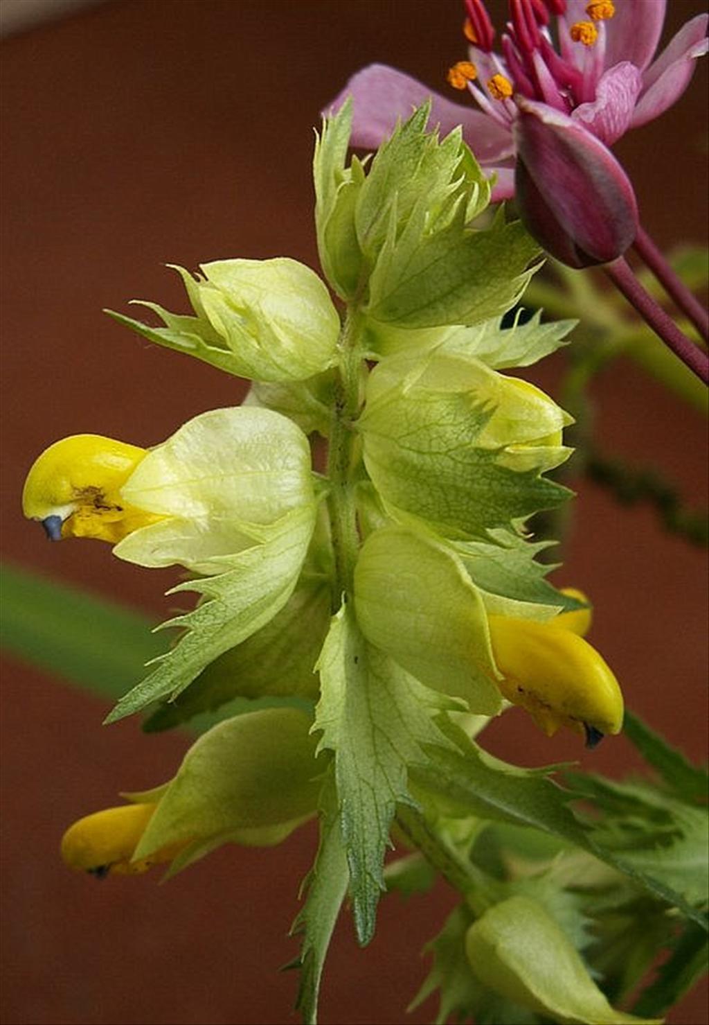 Rhinanthus angustifolius (door Han Beeuwkes)