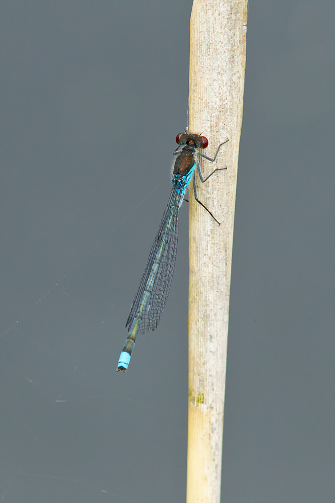 Erythromma najas (door John Breugelmans)