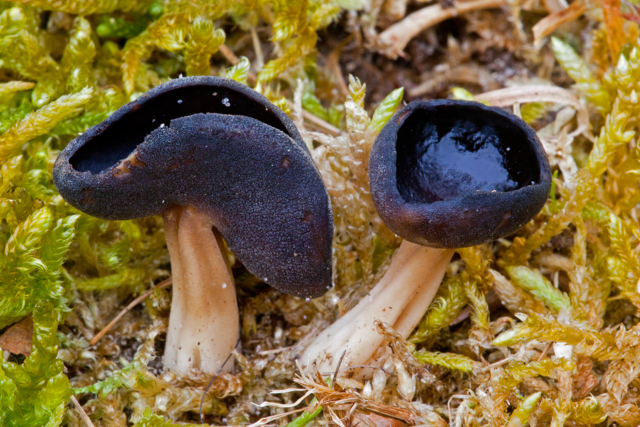 Helvella queletii (door John Breugelmans)