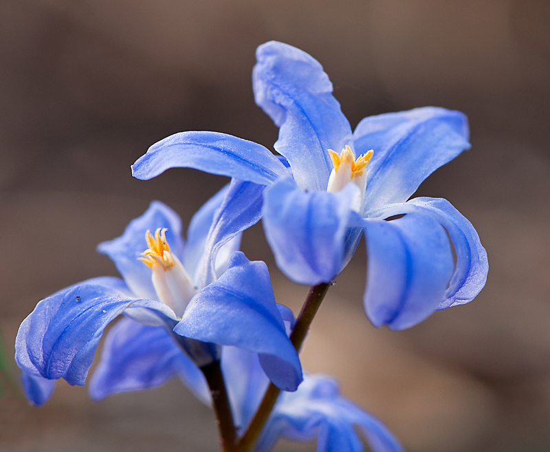 Scilla forbesii / luciliae (door Wijnand van Buuren)