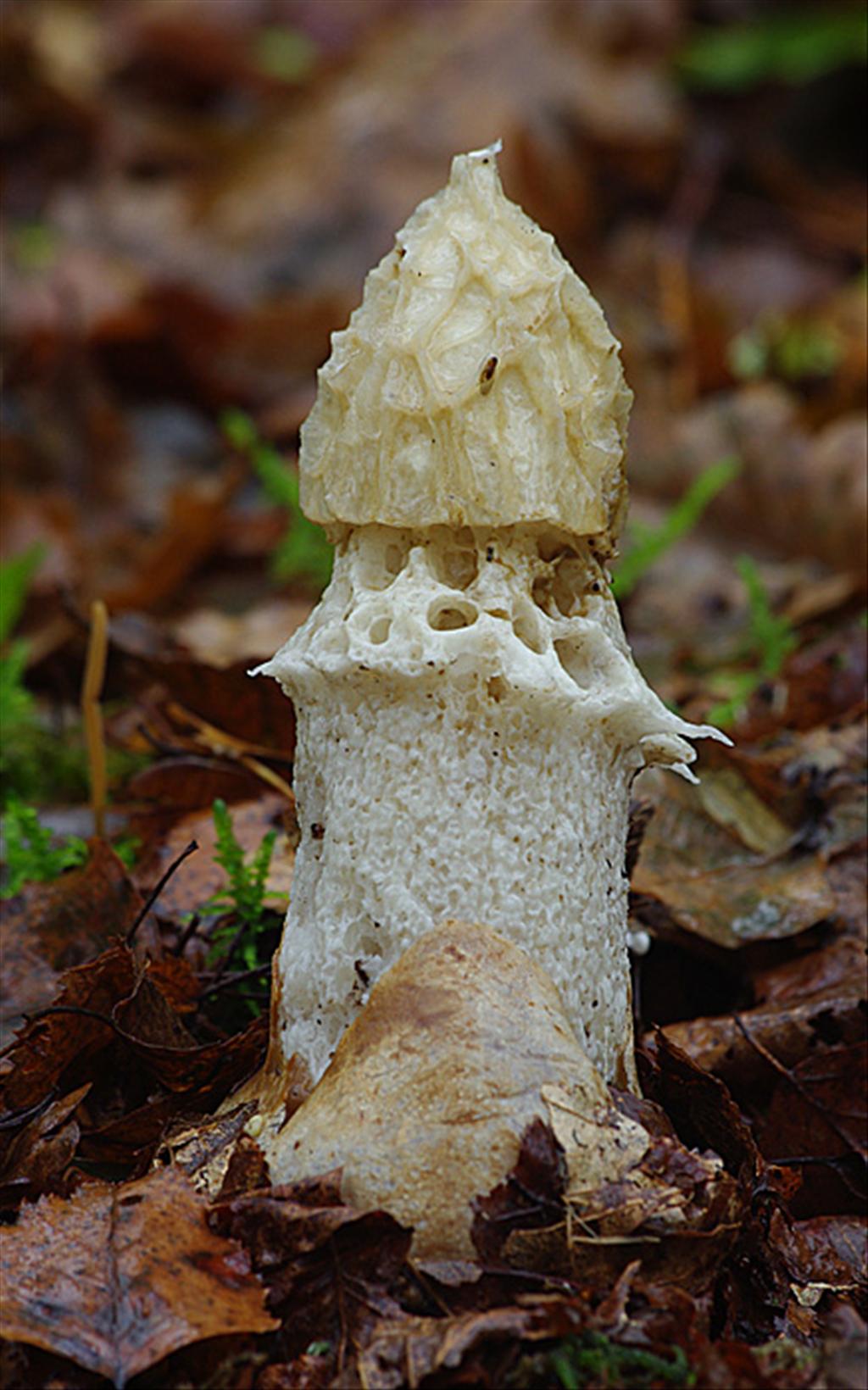 Phallus impudicus var. togatus (door Hans Adema)